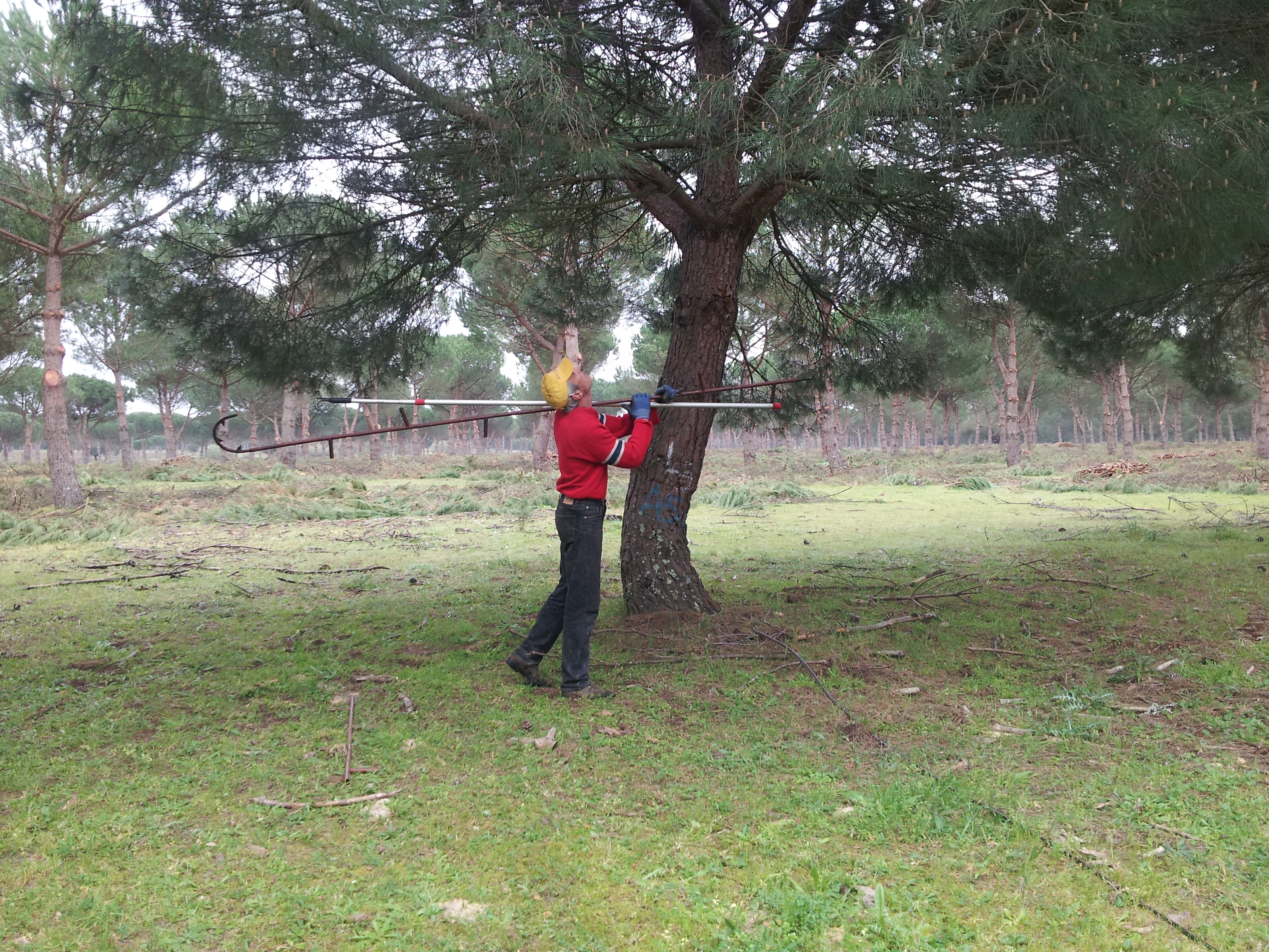 Example of an aluminium pole and iron ladder used by Portuguese harvesters