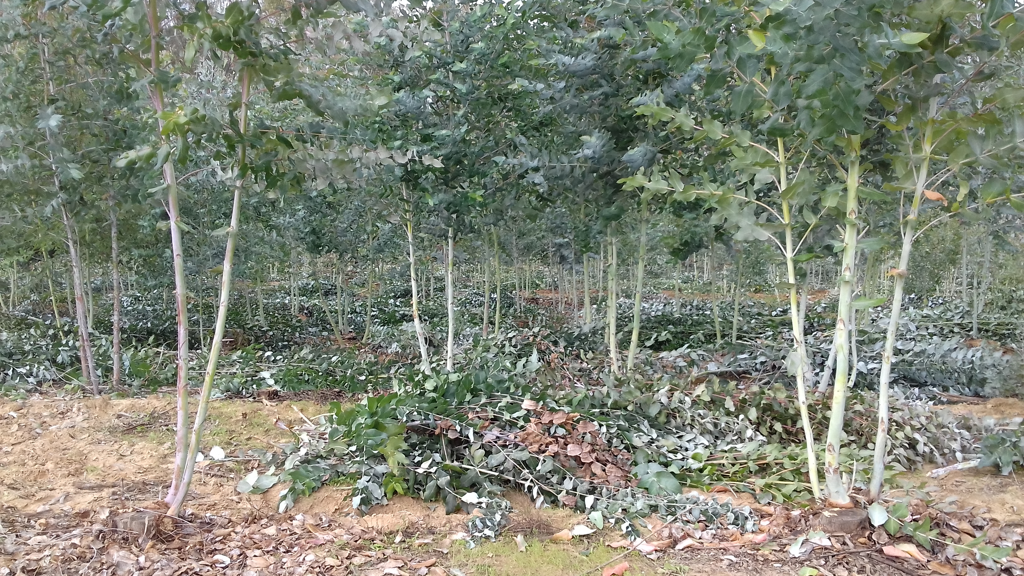 After picking, the coppices are depressed and pruned.On each variety, the pickers only kept the stems of the future and pruned them.