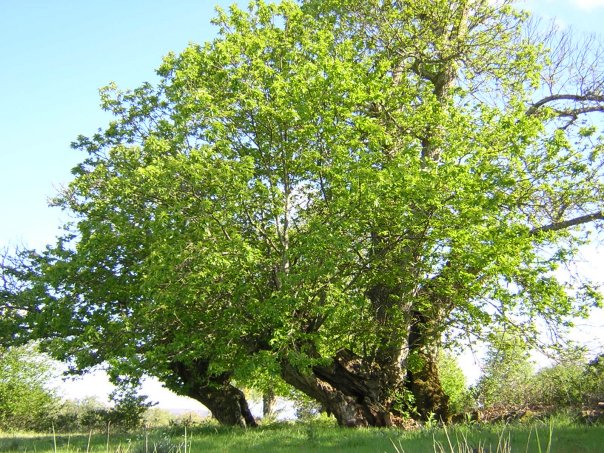 Castanea sativa tree Castanea sativa tree