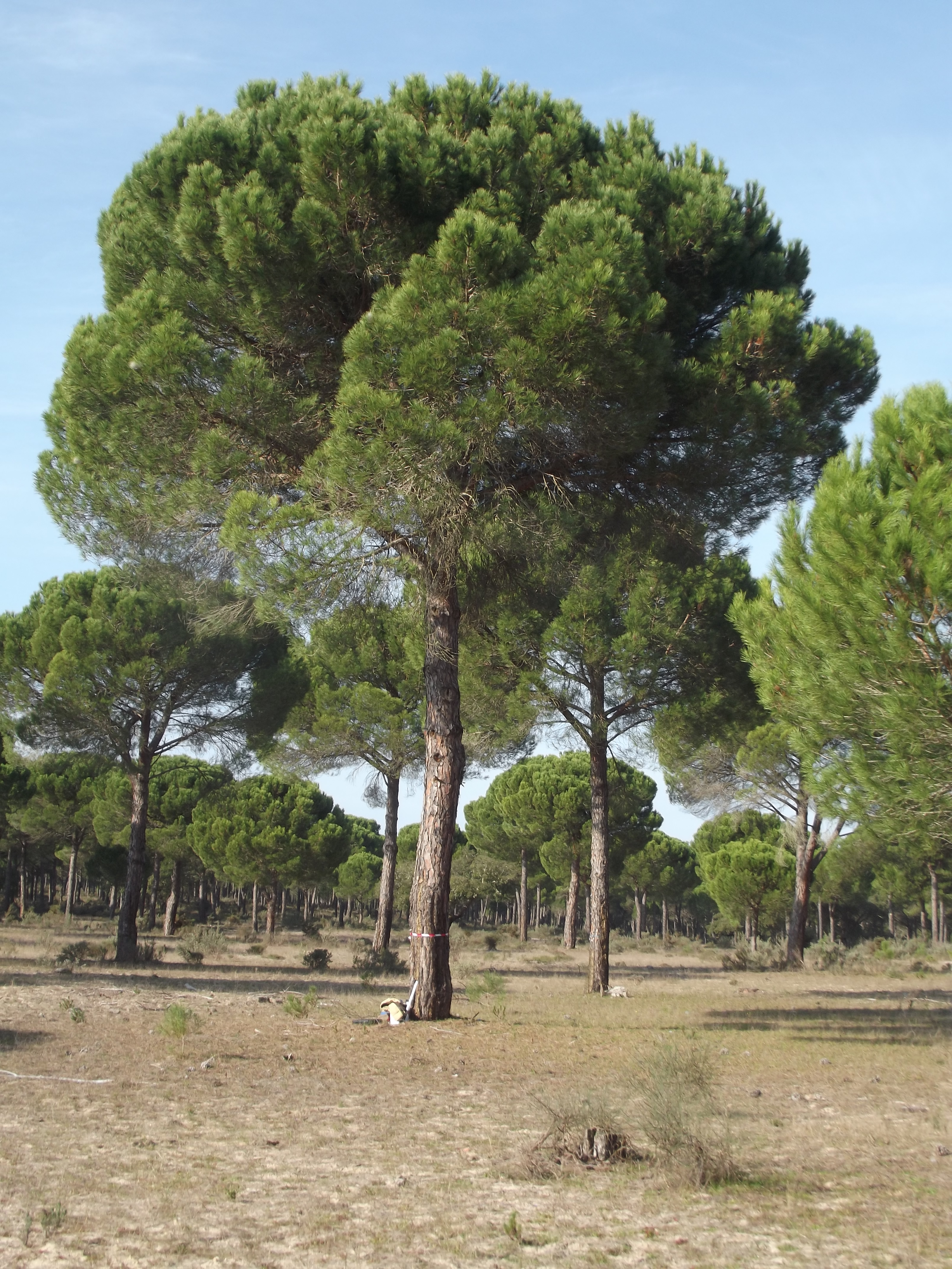 Pure natural stone pine stand 
