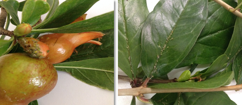 Grenadier organs affected by the aphids Grenadier organs affected by the aphids