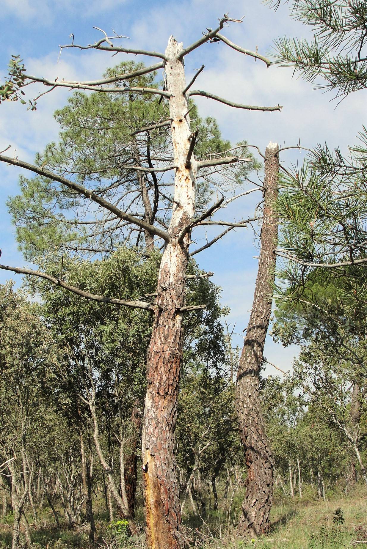 Pinus pinaster decay. (c) Cristina Prieto Pinus pinaster decay. (c) Cristina Prieto