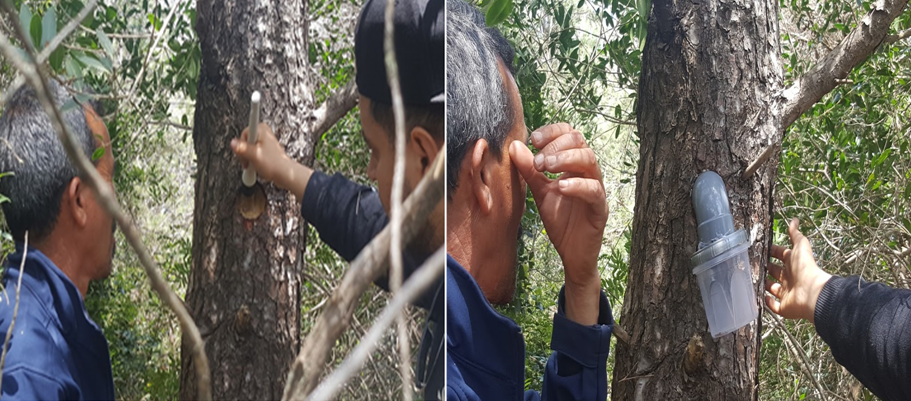 Resin tapping technique (Forest center of Sidi Bader - Tabarka) Resin tapping technique (Forest center of Sidi Bader - Tabarka)