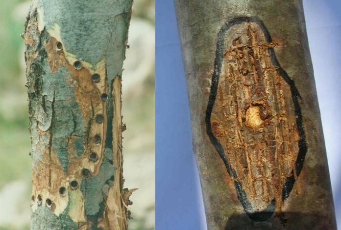 Application methods of hypovirulent strains (3) depositing of the product in di-cut holes around the canker, (4) basting on the scarifies surface of the canker