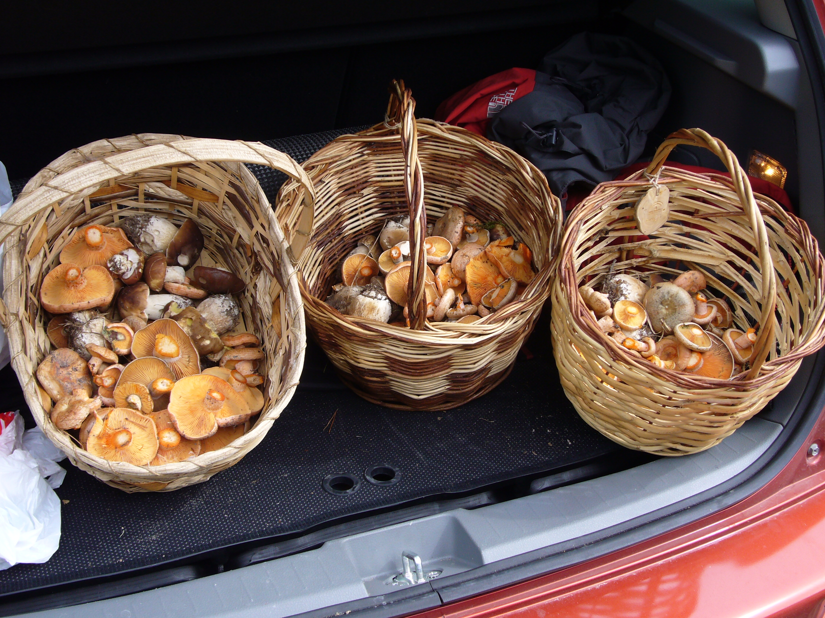 Mushroom harvest