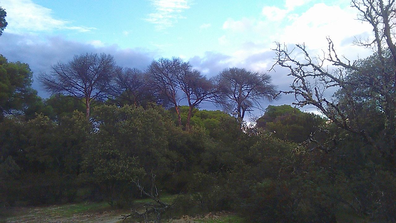 Stone pine decline