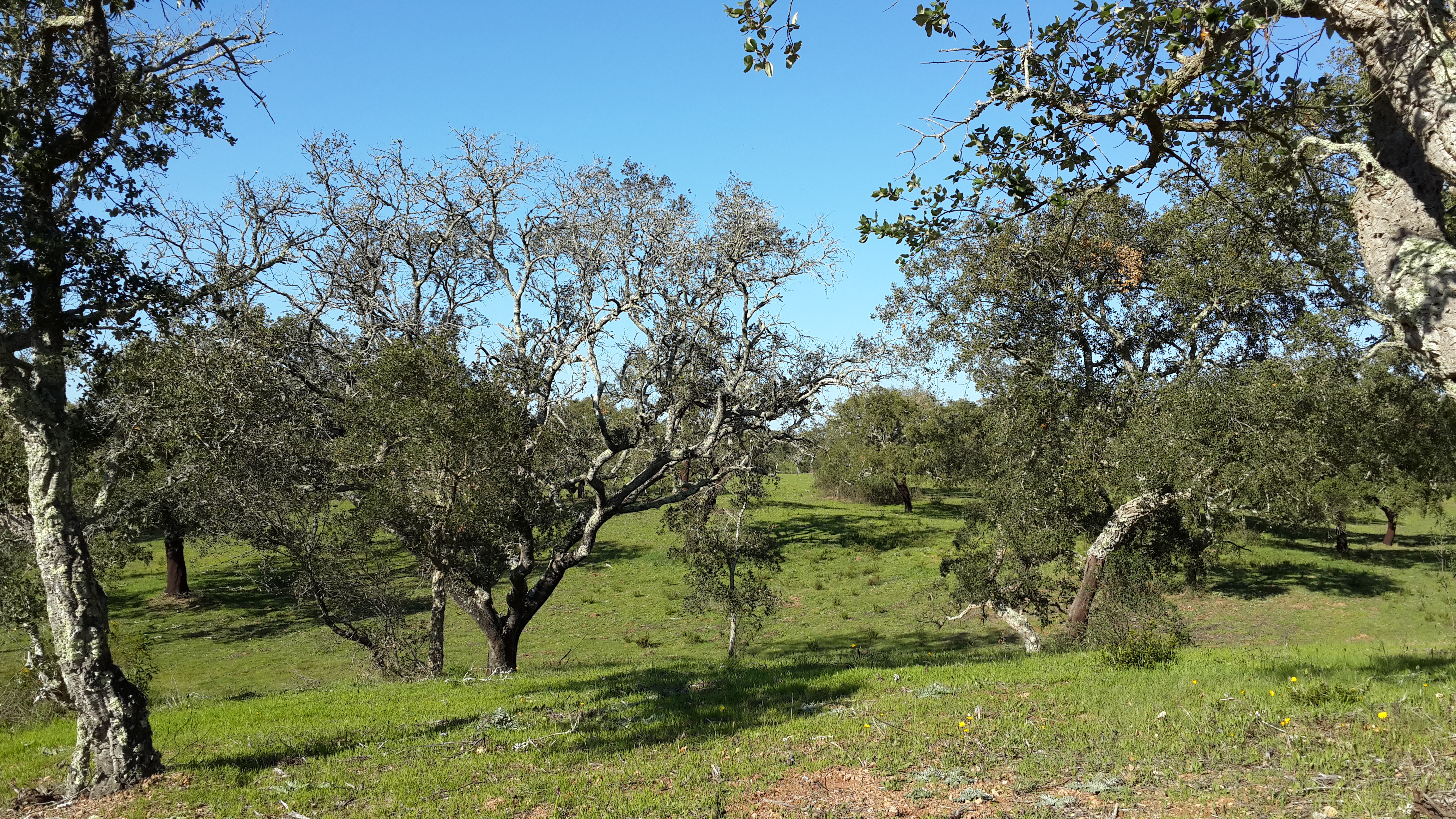 Cork oak mortality (decrepit trees)