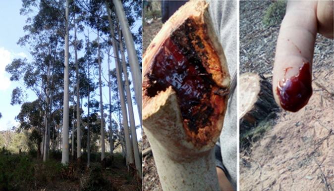 E.saligna tree aspect and its Kino resin recuperated after tree cutting (Zerniza arboretum, Bizert,Tunisia) E.saligna tree aspect and its Kino resin recuperated after tree cutting (Zerniza arboretum, Bizert,Tunisia)