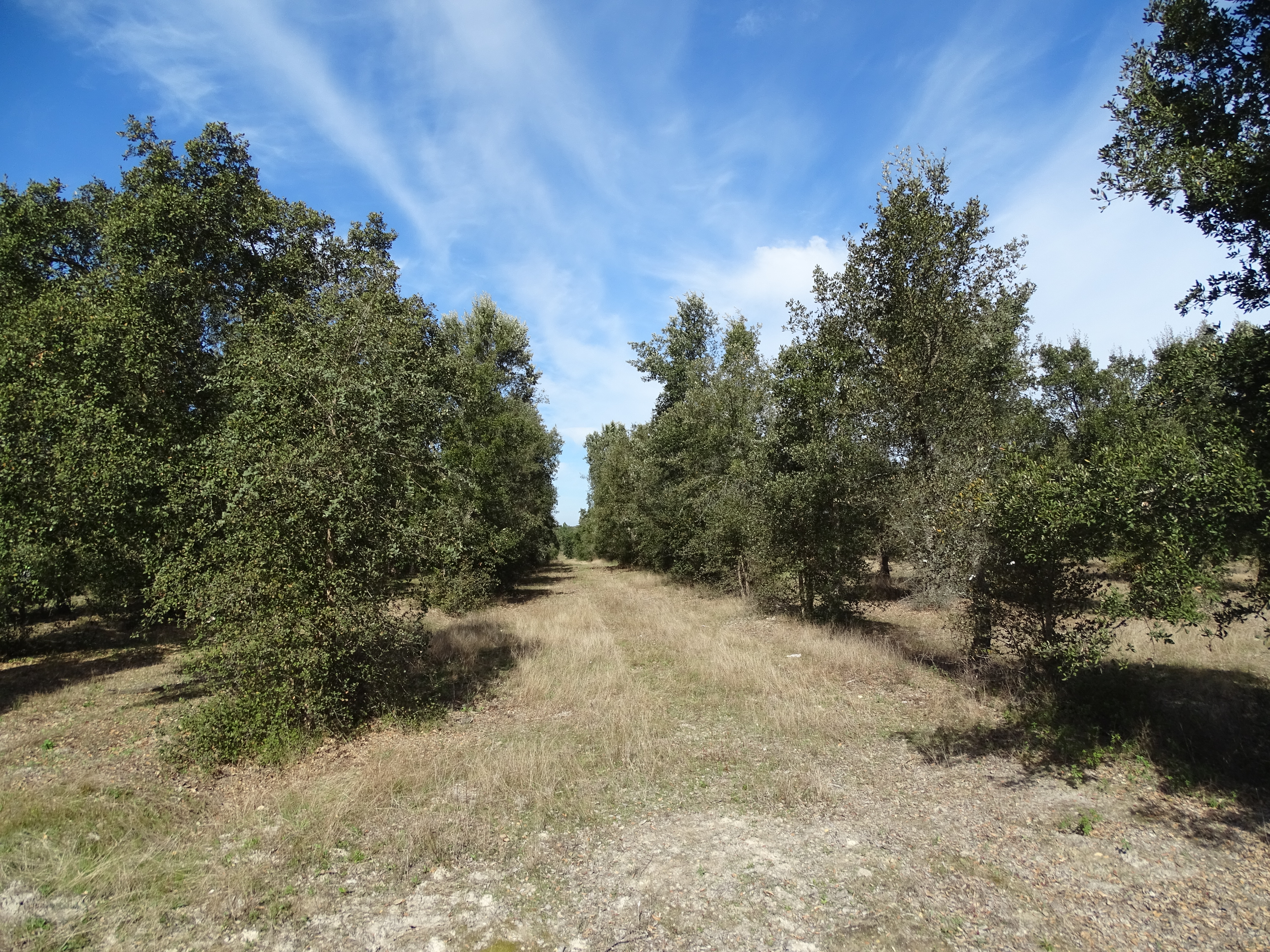 Cork oak provenance trial