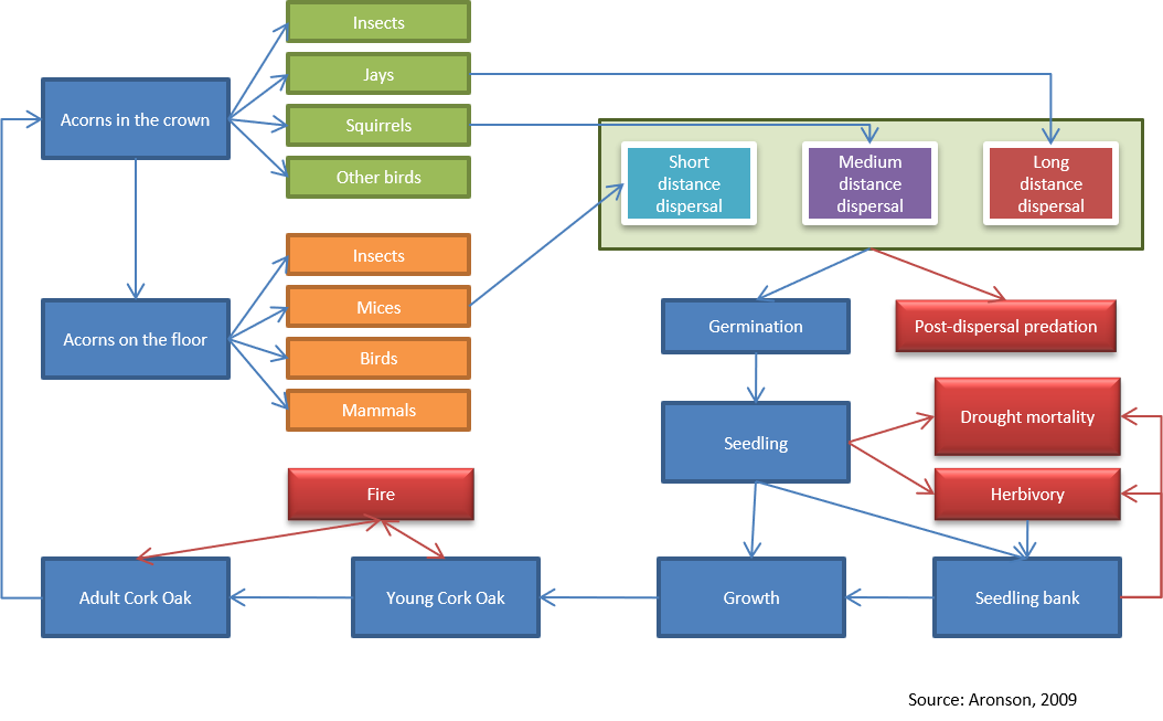 Simplified model of the natural regeneration process in cork oak forests