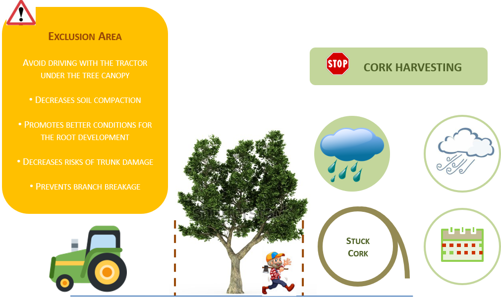 Recommendations for reducing the risk of damage in cork oak trees Recommendations for reducing the risk of damage in cork oak trees