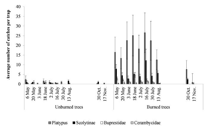 Post-fire catches per interception trap in burned and unburned trees, from May to November 2014, with a collection hiatus between mid-August and mid-October 