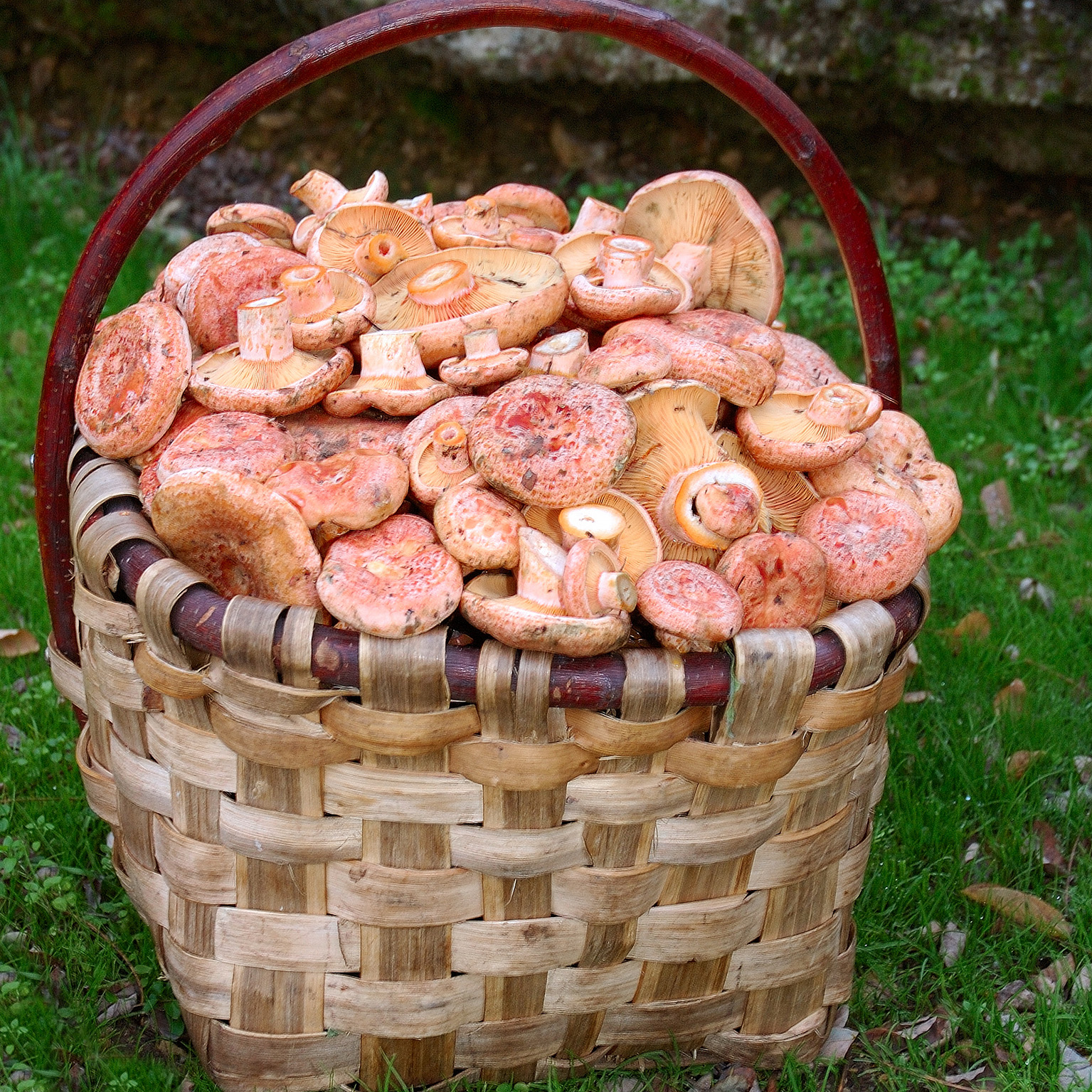 Mycological harvest. 