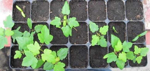 Plants of Acer monspessulanum L.