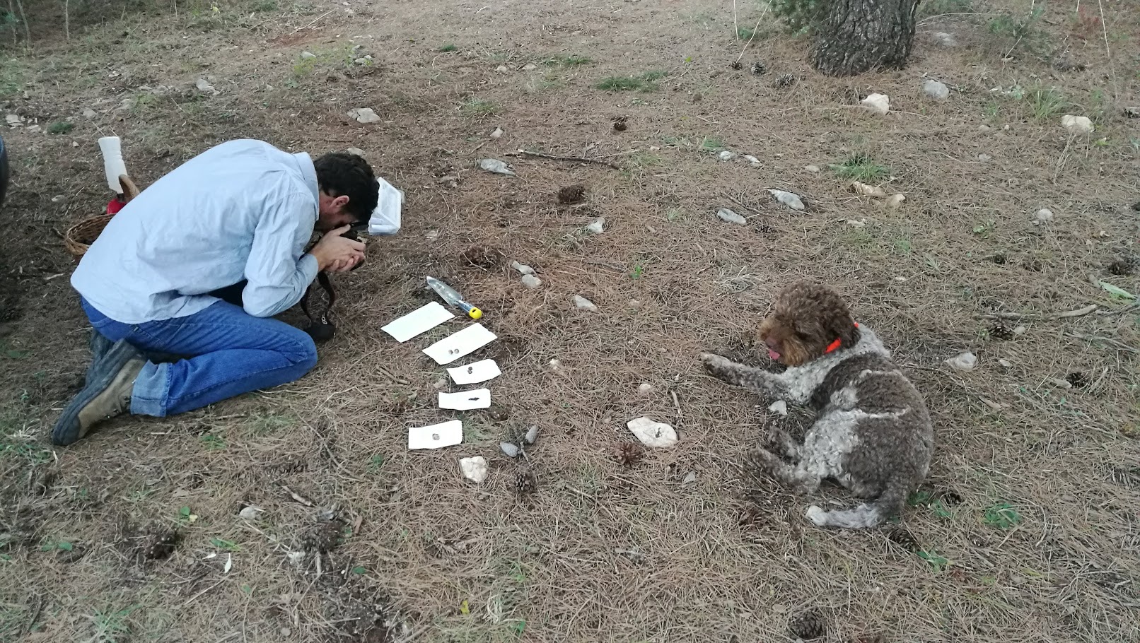 Hypogeous fungi sampling on field