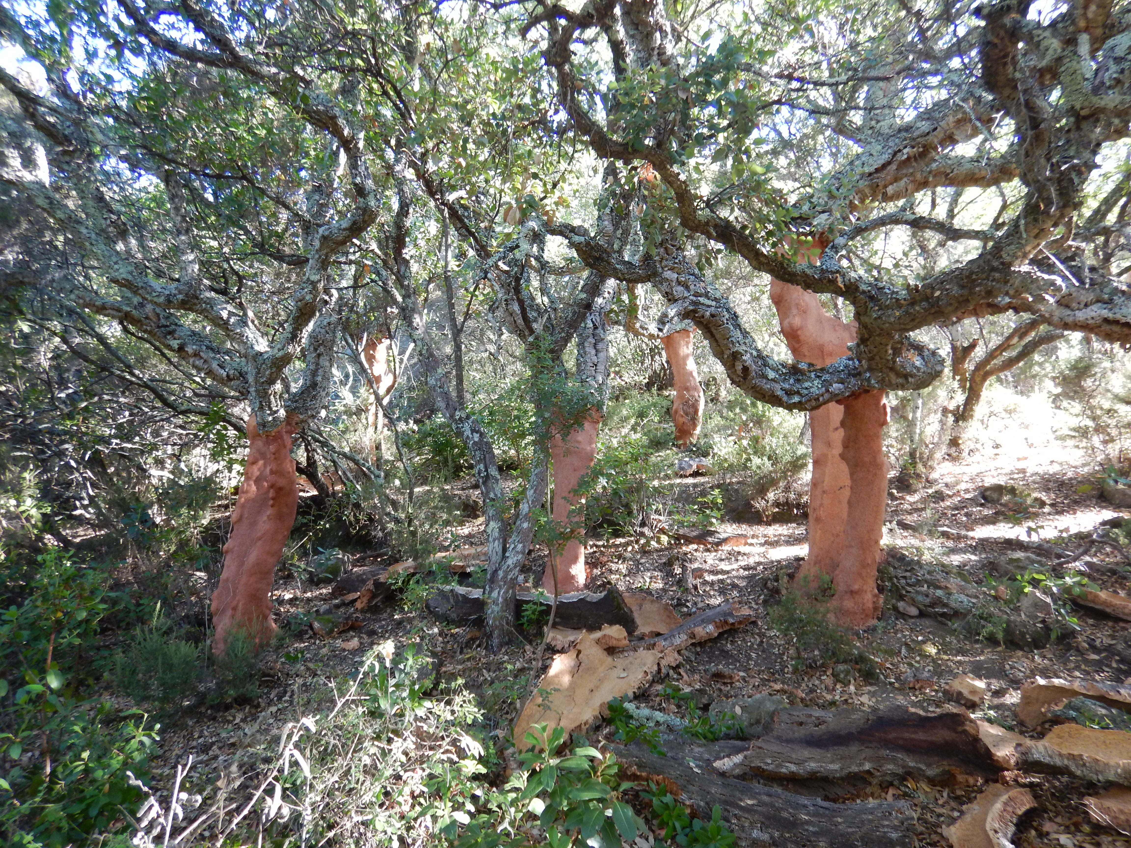 Cork harvesting work in the context of sustainable management