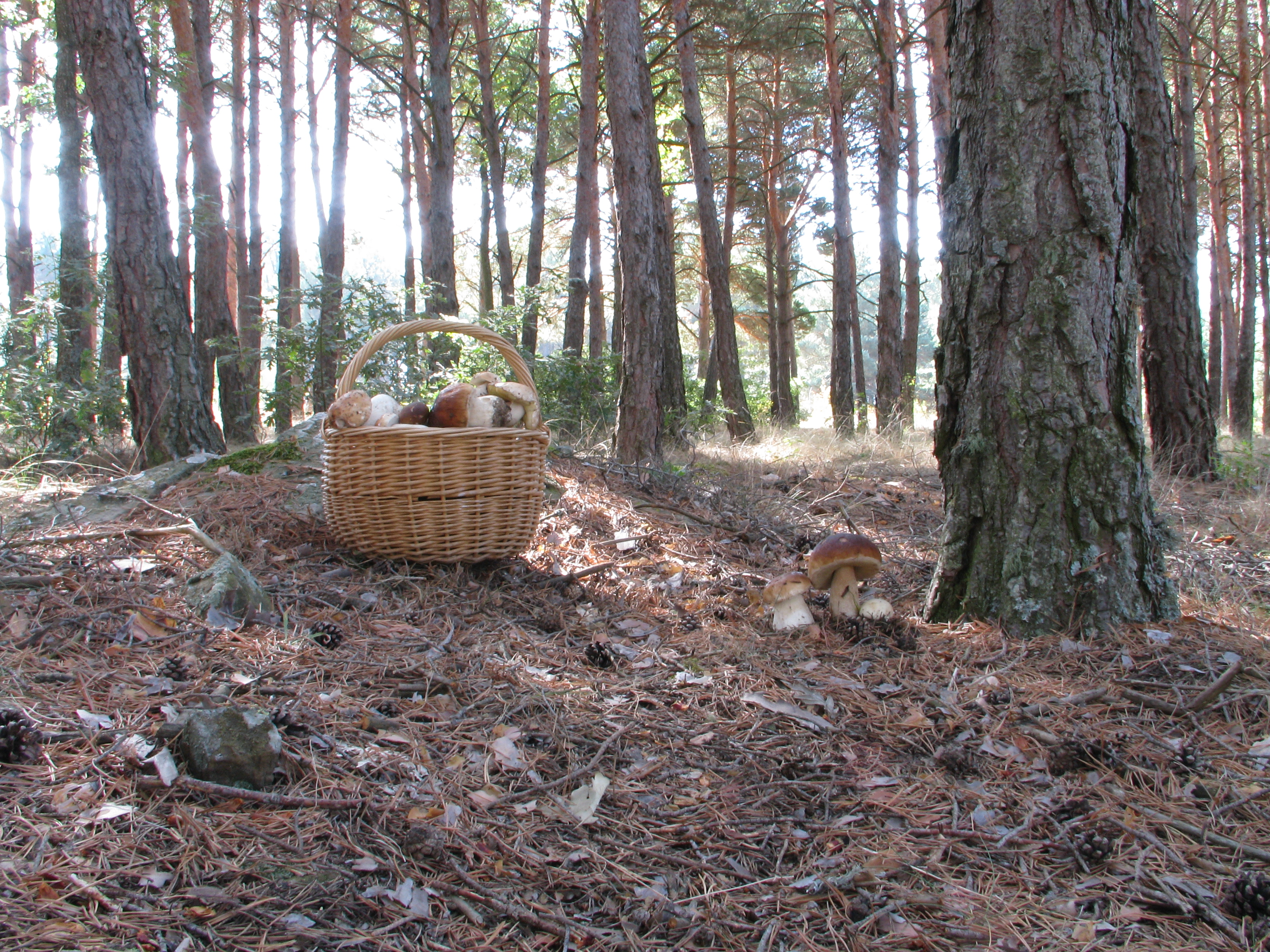  Boletus edulis harvest