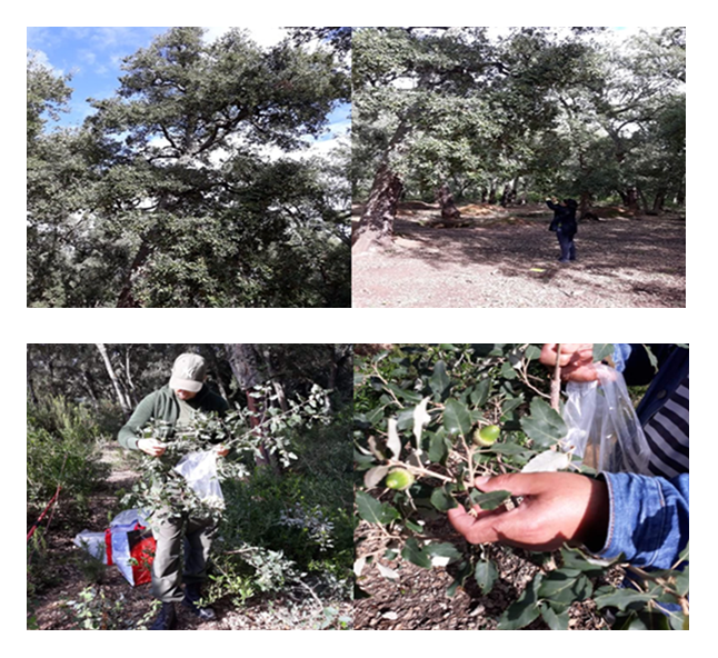 Picking cork oak acorns