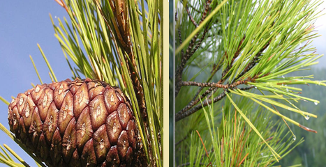 Appearance of cone and needdles of Pinus brutia (INRGREF, 2017) Appearance of cone and needdles of Pinus brutia (INRGREF, 2017)