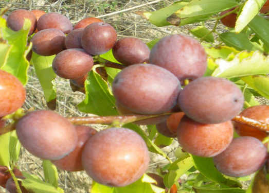 Fruits of Ziziphus jujuba (experimental station-Rouhia) Fruits of Ziziphus jujuba (experimental station-Rouhia)