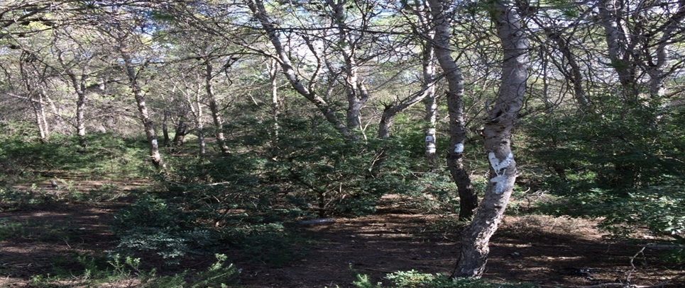 Natural Aleppo Pine forest (Djbel Mansour, Zaghouen) Natural Aleppo Pine forest (Djbel Mansour, Zaghouen)