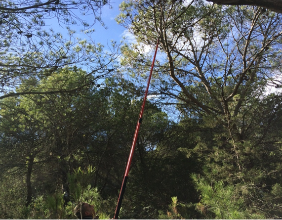 Ecophysiological comparison Natural Aleppo Pine forest (Djebel Mansour - Zaghouan)