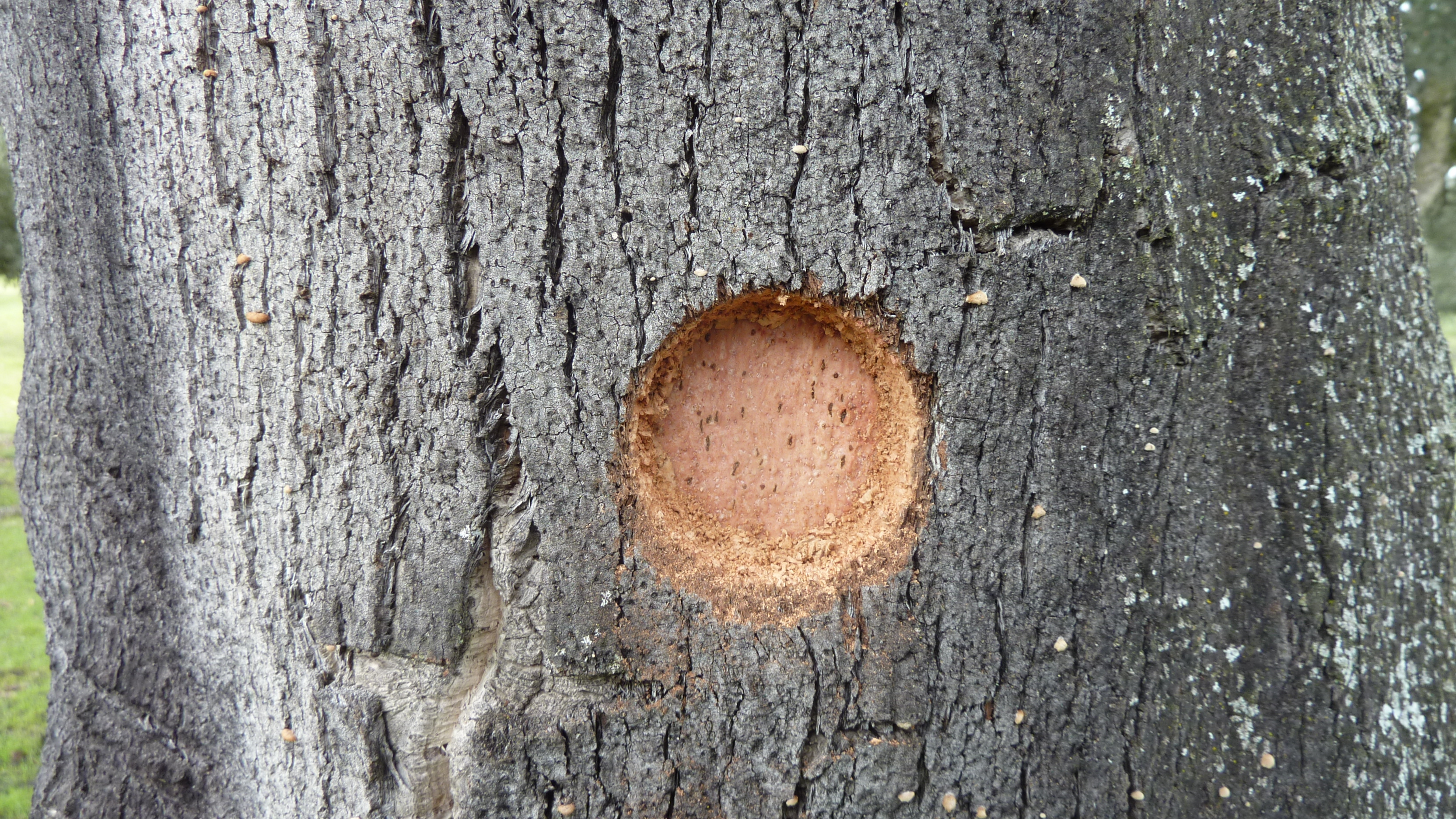 Cork samples 