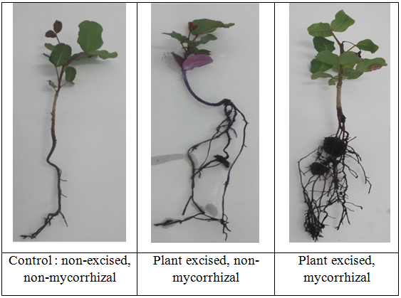 Morphology of excised and mycorrhizal carob plants compared to the control Morphology of excised and mycorrhizal carob plants compared to the control