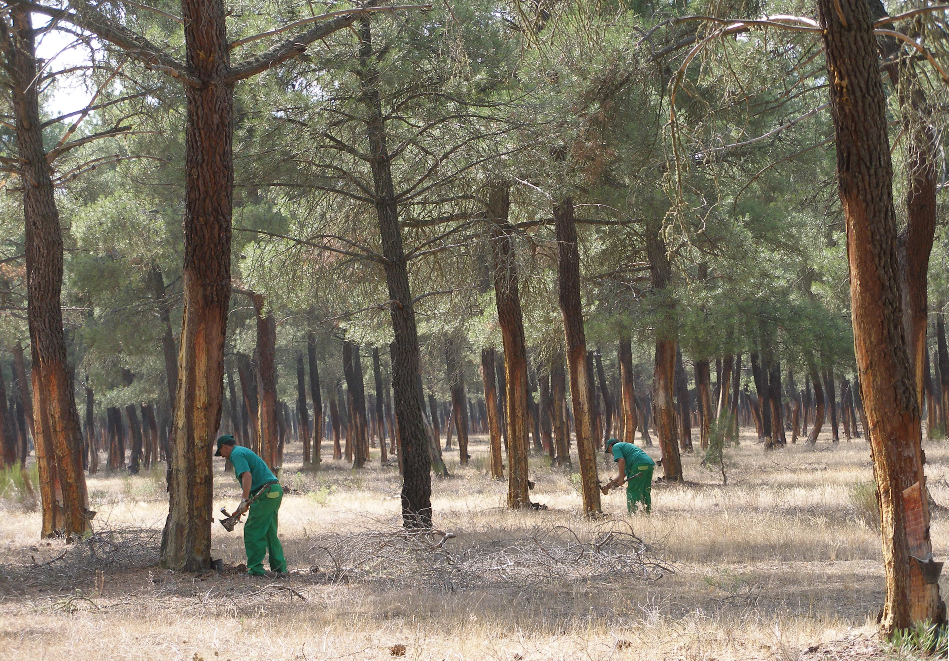 Forest fire prevention is one of the positive externalities of resination. The presence of resin tappers in the forest dissuades pyromaniacs and prevents forest fires