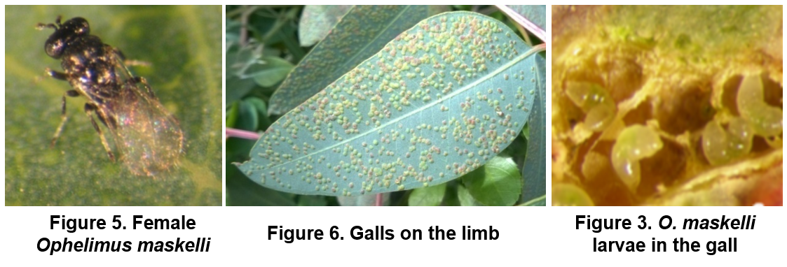 Leptocybe invasa, the Australian gall wasp