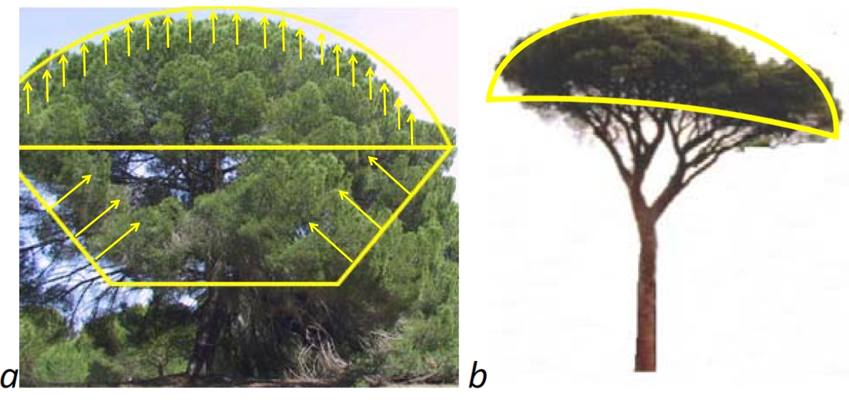 Crown development in stone pine (a. adult tree with expanding crown, but receding inner/lower crown; b. aged tree with hollow crown) Crown development in stone pine (a. adult tree with expanding crown, but receding inner/lower crown; b. aged tree with hollow crown)