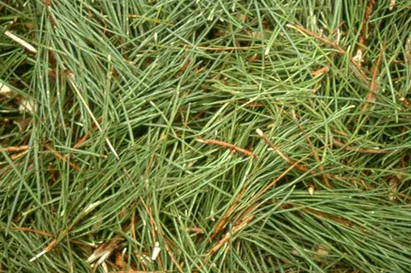 P. nigra needles P. nigra needles
