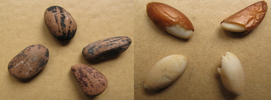 Pinus pinea seeds (INRGREF, 2015) Pinus pinea seeds (INRGREF, 2015)