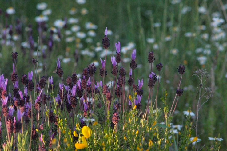 Wild aromatic plants typical of holm oak forests