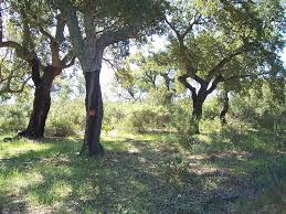 Cork oak stand. (c) CICYTEX