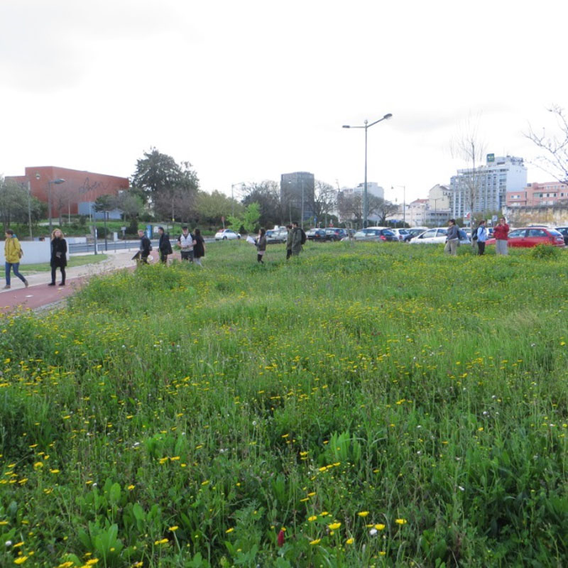 Figure 3 Biodiverse meadows, part of the main green corridor. Source: CML.