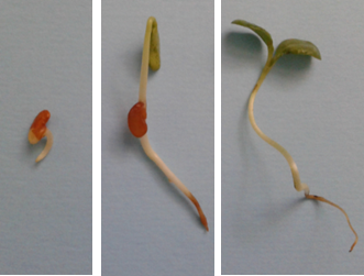 Germination stats of Medicago arborea