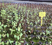 Plants of sulla in greenhouse conditions