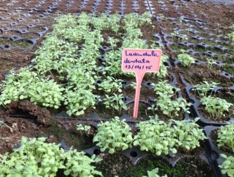 Plants of lavender in greenhouse conditions after transplantation