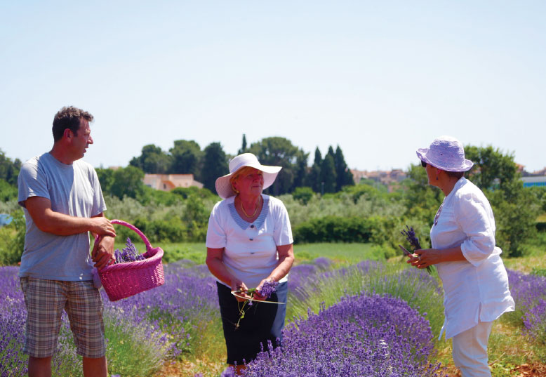 lavander field in Istria