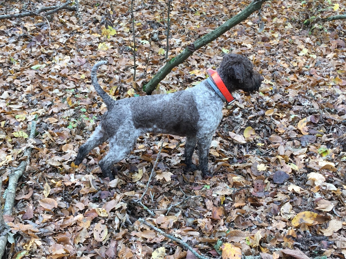 Truffle dog of the breed Lagotto Romagnolo