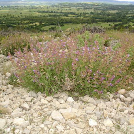 Sage field