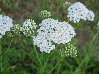 Achillea millefolium L.