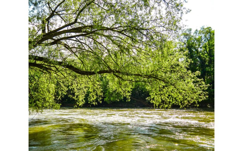 Tree branches over water