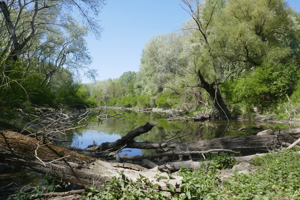 Danube estuary Tiergartenarm (Austria) (photo viadonau)