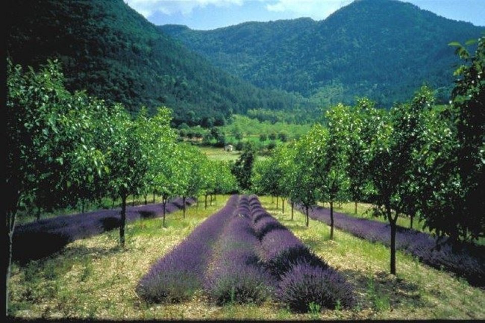 Example of agroforestry concept applied by farmers: trees and medical species cultivation. Author and source: Christian Dupraz