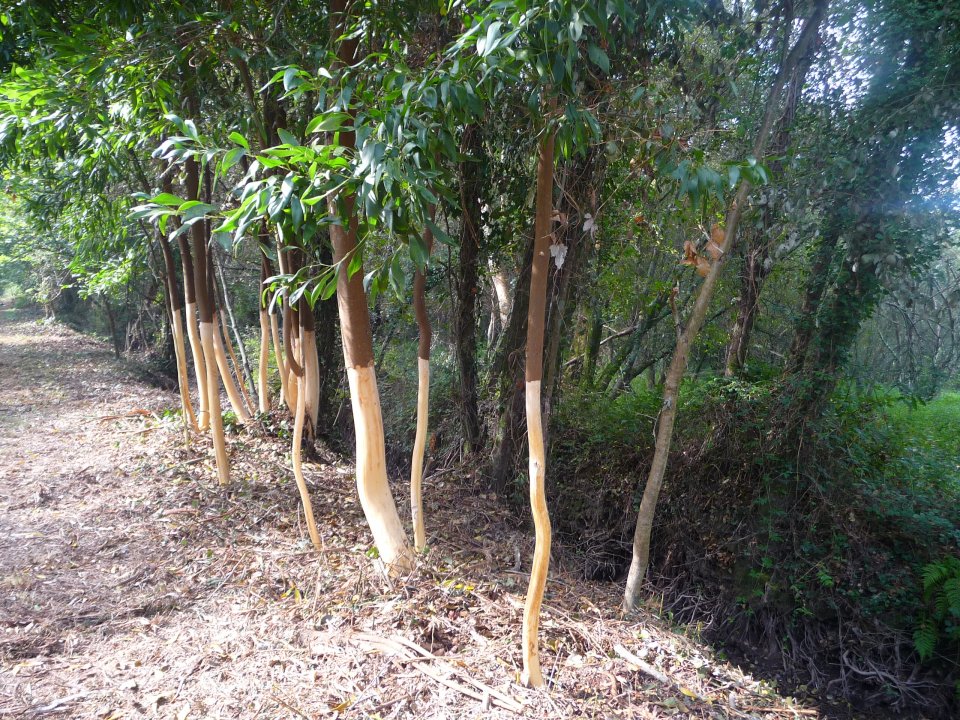 Invasive species control in the Lima floodplains (photo: Patricia M. Rogríguez-Gonzáles)