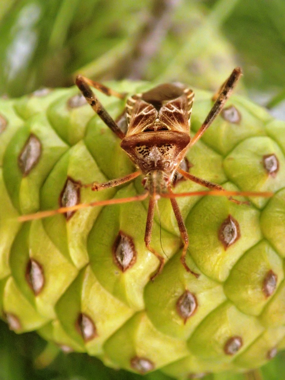Adult L. occidentalis on a stone pine cone Adult L. occidentalis on a stone pine cone