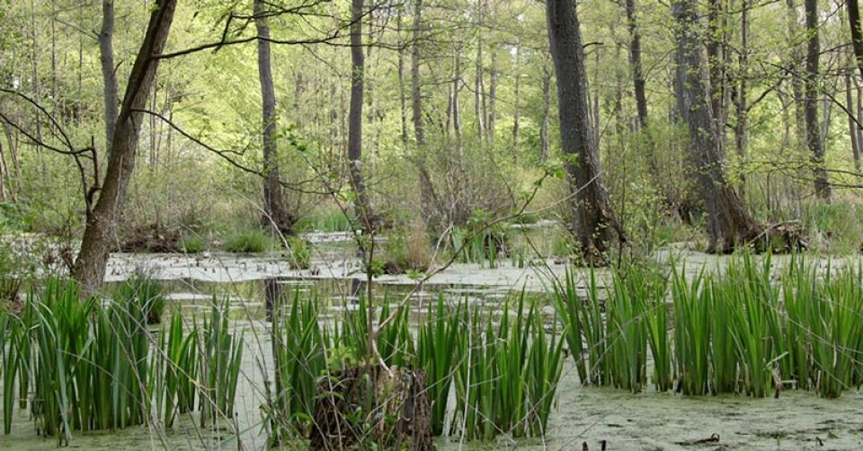 Danish forest