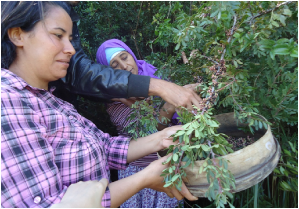 Pistacia lentiscus fruits harvest Pistacia lentiscus fruits harvest